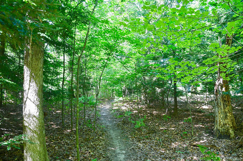 Cartier Park Pathway